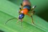 Paederus sp.